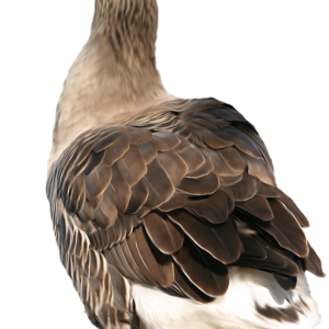 Goose PNG