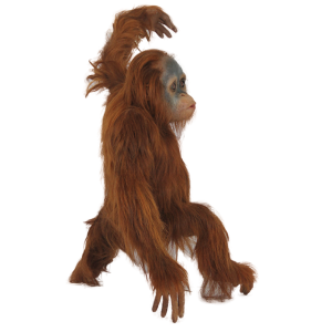 Orangutan PNG
