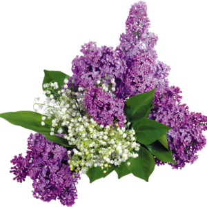 Lilac PNG