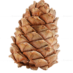 Pine cone PNG