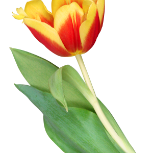 Tulip PNG image