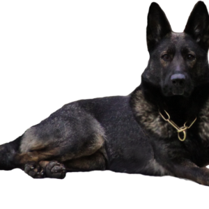 German Shepherd PNG