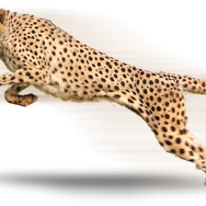 Cheetah PNG