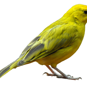 Bird PNG