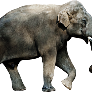 Elephant PNG