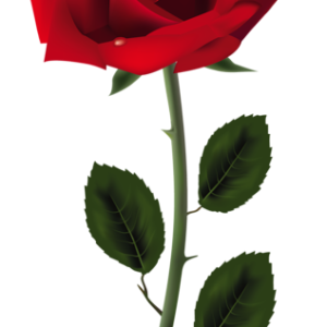 Rose PNG