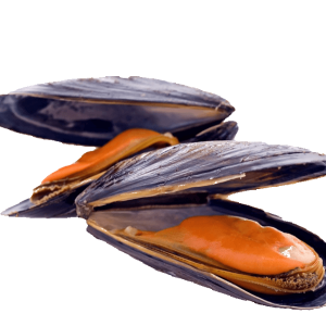 Mussel PNG