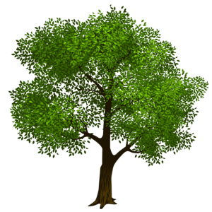 tree PNG