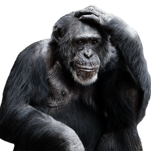 Monkey PNG