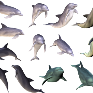 Dolphin PNG