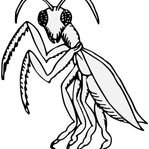 Mantis PNG