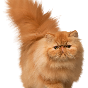 fluffy cat PNG
