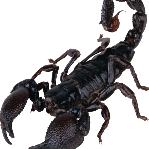 Scorpion PNG