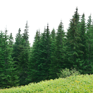 Forest PNG