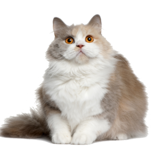 Cat with orange eyes PNG