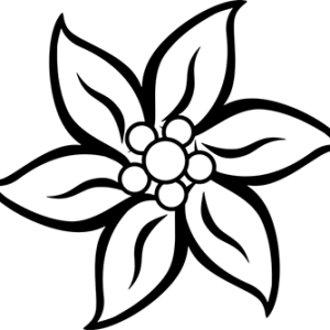 Edelweiss PNG