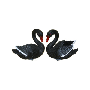 Black swan PNG