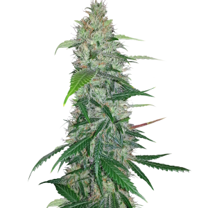 Cannabis PNG