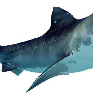 Shark PNG image