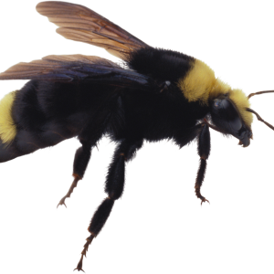 Bee PNG image