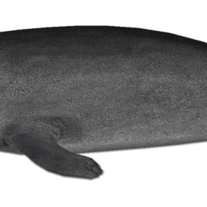 Harbor seal PNG
