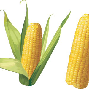 Corn PNG image