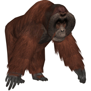 Orangutan PNG