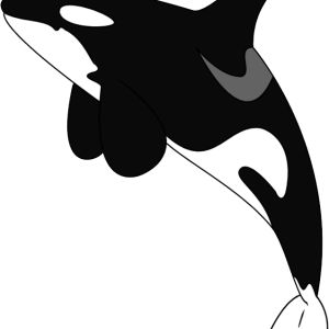 Killer whale PNG