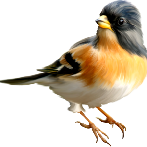 Bird PNG
