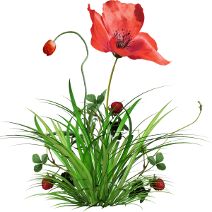 Poppy flower PNG