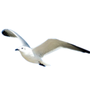 Gull PNG