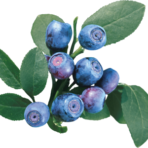 Blueberries PNG