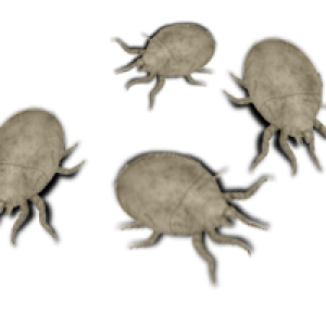 Tick insect PNG