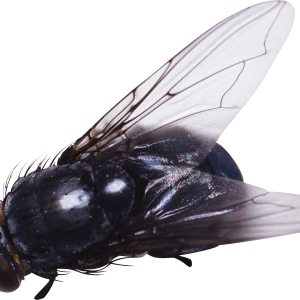 fly PNG image