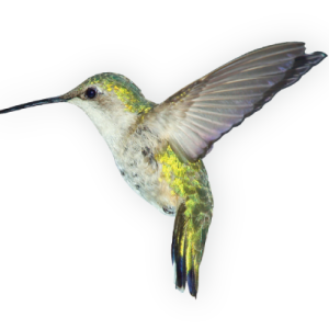 Hummingbird PNG