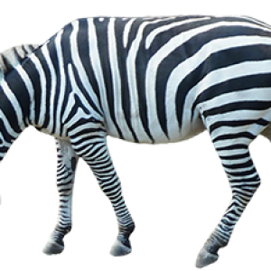 Zebra PNG image