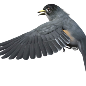 Bird PNG