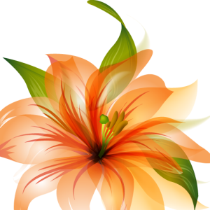 Lilium PNG