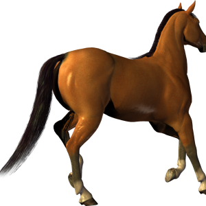 Horse png image