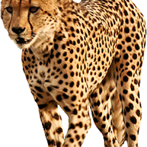 Cheetah PNG