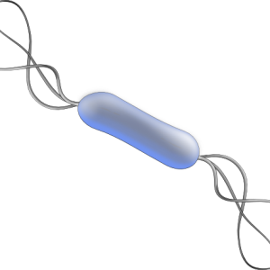 Bacteria PNG
