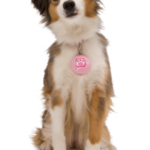 dog PNG image