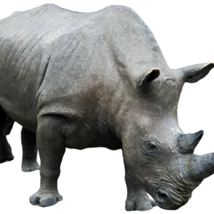Rhino PNG