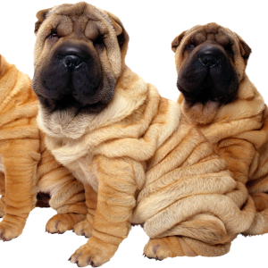 Dog PNG