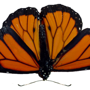 Butterfly PNG image