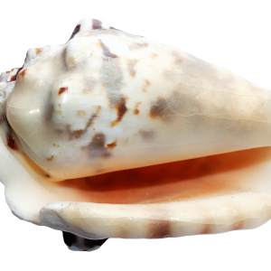 Seashell PNG