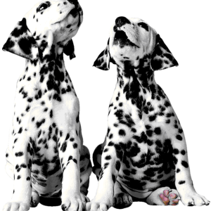Dalmatian PNG