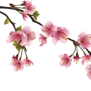 Sakura PNG