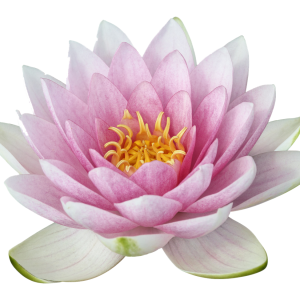 Lotus flower PNG