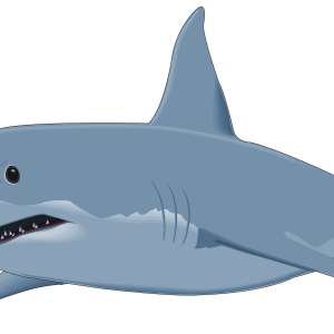 Shark PNG image
